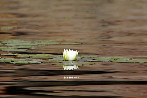 Interesting Water Lily Reflections by Deb Oppermann